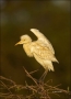 Cattle-Egret;Egret;Bubulcus-ibis;one-animal;close-up;color-image;photography;day